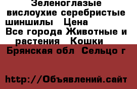 Зеленоглазые вислоухие серебристые шиншилы › Цена ­ 20 000 - Все города Животные и растения » Кошки   . Брянская обл.,Сельцо г.